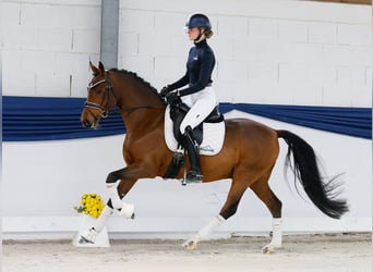 Duitse rijpony, Ruin, 4 Jaar, 148 cm, Bruin