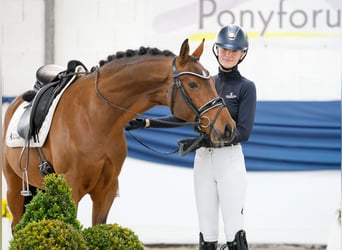 Duitse rijpony, Ruin, 4 Jaar, 148 cm, Bruin