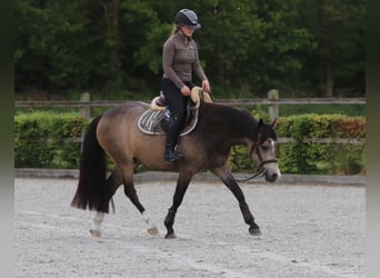 Duitse rijpony, Ruin, 4 Jaar, 148 cm, Buckskin