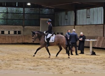 Duitse rijpony, Ruin, 4 Jaar, 148 cm, Buckskin