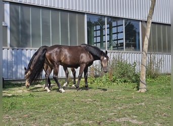 Duitse rijpony, Ruin, 4 Jaar, 148 cm, Buckskin