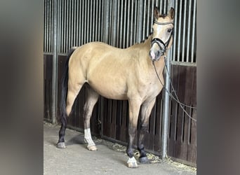Duitse rijpony, Ruin, 4 Jaar, 148 cm, Buckskin