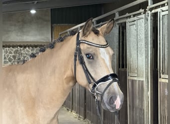 Duitse rijpony, Ruin, 4 Jaar, 148 cm, Buckskin