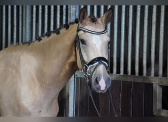 Duitse rijpony, Ruin, 4 Jaar, 148 cm, Buckskin