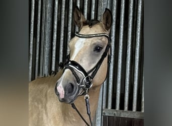 Duitse rijpony, Ruin, 4 Jaar, 148 cm, Buckskin