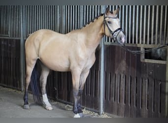 Duitse rijpony, Ruin, 4 Jaar, 148 cm, Buckskin