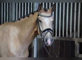 Duitse rijpony, Ruin, 4 Jaar, 148 cm, Buckskin