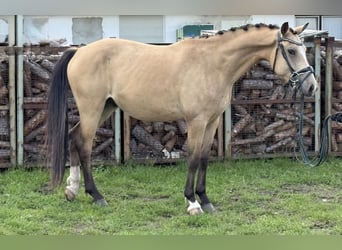 Duitse rijpony, Ruin, 4 Jaar, 148 cm, Buckskin