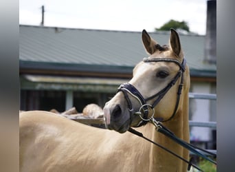 Duitse rijpony, Ruin, 4 Jaar, 148 cm, Buckskin
