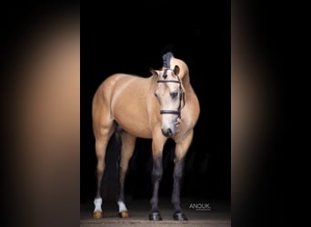 Duitse rijpony, Ruin, 4 Jaar, 148 cm, Buckskin