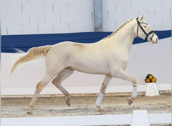 Duitse rijpony, Ruin, 4 Jaar, 148 cm, Cremello