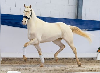 Duitse rijpony, Ruin, 4 Jaar, 148 cm, Cremello
