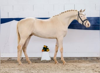 Duitse rijpony, Ruin, 4 Jaar, 148 cm, Cremello