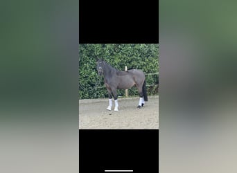 Duitse rijpony, Ruin, 4 Jaar, 148 cm, Donkerbruin