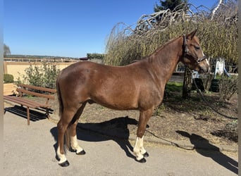 Duitse rijpony, Ruin, 4 Jaar, 148 cm, Donkere-vos