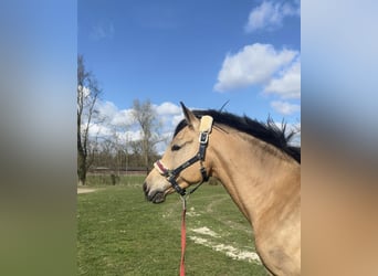 Duitse rijpony, Ruin, 4 Jaar, 148 cm, Falbe