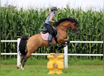 Duitse rijpony, Ruin, 4 Jaar, 148 cm, Falbe