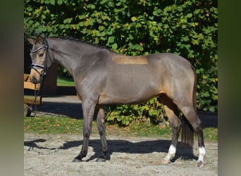 Duitse rijpony, Ruin, 4 Jaar, 148 cm, Falbe