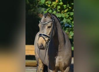 Duitse rijpony, Ruin, 4 Jaar, 148 cm, Falbe