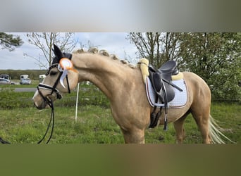 Duitse rijpony, Ruin, 4 Jaar, 148 cm, Palomino