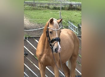Duitse rijpony, Ruin, 4 Jaar, 148 cm, Palomino