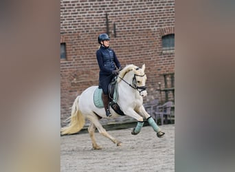 Duitse rijpony, Ruin, 4 Jaar, 148 cm, Palomino