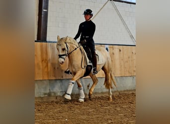 Duitse rijpony, Ruin, 4 Jaar, 148 cm, Palomino