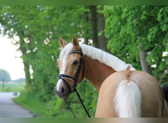 Duitse rijpony, Ruin, 4 Jaar, 148 cm, Palomino