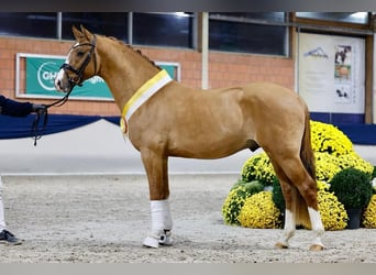 Duitse rijpony, Ruin, 4 Jaar, 148 cm, Red Dun