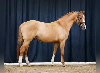 Duitse rijpony, Ruin, 4 Jaar, 148 cm, Red Dun