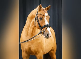 Duitse rijpony, Ruin, 4 Jaar, 148 cm, Red Dun