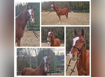 Duitse rijpony, Ruin, 4 Jaar, 148 cm, Vos