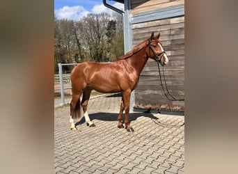 Duitse rijpony, Ruin, 4 Jaar, 148 cm, Vos