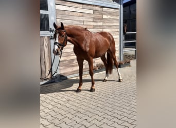 Duitse rijpony, Ruin, 4 Jaar, 148 cm, Vos