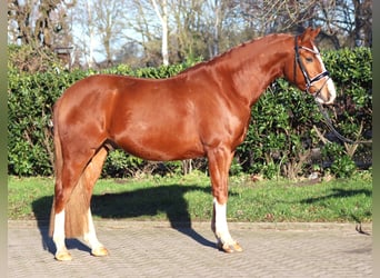 Duitse rijpony, Ruin, 4 Jaar, 148 cm, Vos