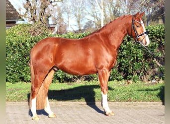 Duitse rijpony, Ruin, 4 Jaar, 148 cm, Vos