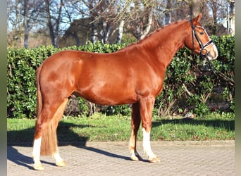 Duitse rijpony, Ruin, 4 Jaar, 148 cm, Vos