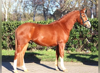 Duitse rijpony, Ruin, 4 Jaar, 148 cm, Vos