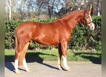 Duitse rijpony, Ruin, 4 Jaar, 148 cm, Vos