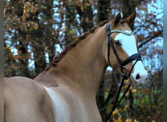 Duitse rijpony, Ruin, 4 Jaar, 148 cm, Vos