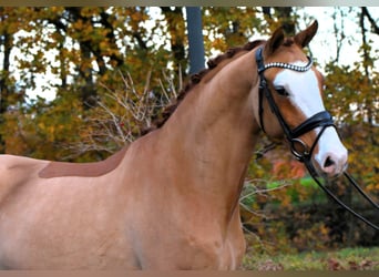 Duitse rijpony, Ruin, 4 Jaar, 148 cm, Vos