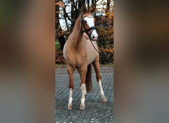 Duitse rijpony, Ruin, 4 Jaar, 148 cm, Vos