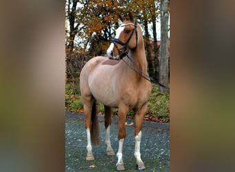 Duitse rijpony, Ruin, 4 Jaar, 148 cm, Vos