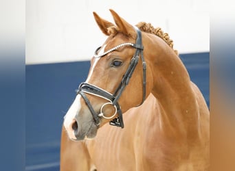 Duitse rijpony, Ruin, 4 Jaar, 148 cm, Vos