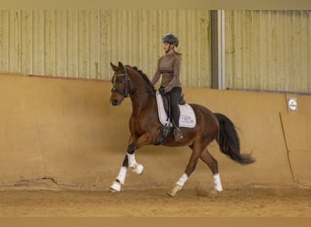 Duitse rijpony, Ruin, 4 Jaar, 149 cm