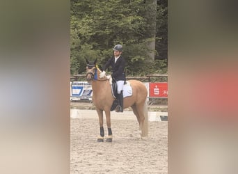 Duitse rijpony, Ruin, 4 Jaar, 149 cm, Palomino