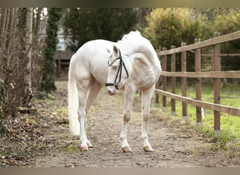 Duitse rijpony, Ruin, 4 Jaar, 149 cm, Perlino