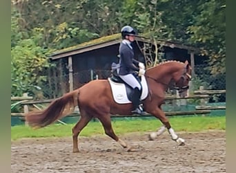 Duitse rijpony, Ruin, 4 Jaar, 149 cm, Vos