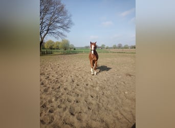 Duitse rijpony, Ruin, 4 Jaar, 149 cm, Vos