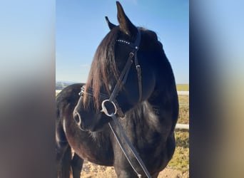 Duitse rijpony, Ruin, 4 Jaar, 149 cm, Zwart